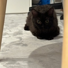 ふわふわ黒猫ちゃん