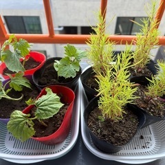 ゴーヤの苗、コキアの苗