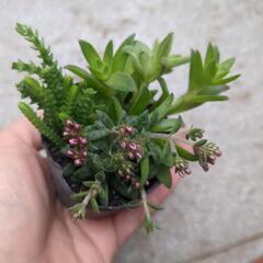 多肉植物　寄せ植え　観葉植物　ガーデニング