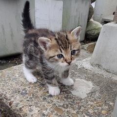 地域猫の保護や里親探しをしています。