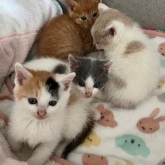 里親募集 子猫
