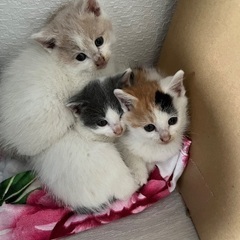 (募集停止)里親募集 子猫 - 亘理郡