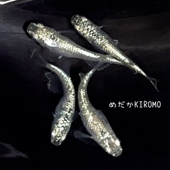【】現物販売 サボテンメダカ 2ペア ※2024年生まれ、室外冬...