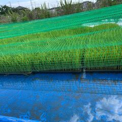 彩のきずな苗　苗　水稲