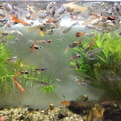 【🐠🐠🐠】外国産グッピー増殖中 / 20匹～