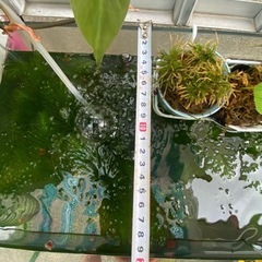 45cmガラス水槽の画像