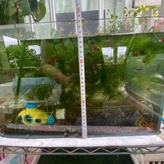 45cmガラス水槽の画像