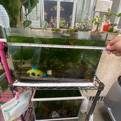 45㌢水槽 値下げしました3500円