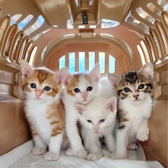 半月ほど募集停止します。約2ヶ月の子猫です(=^ェ^=)