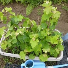 巨峰の苗！自宅にて生育過程をお楽しみ下さい、＊挿し芽が根付きました！