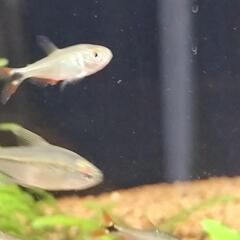 熱帯魚テトラ類の画像