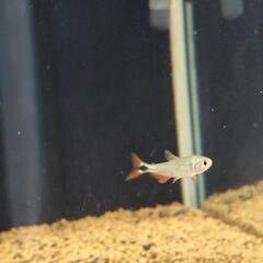 熱帯魚テトラ類の画像