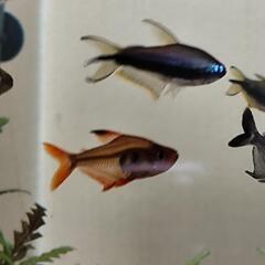 熱帯魚テトラ類の画像