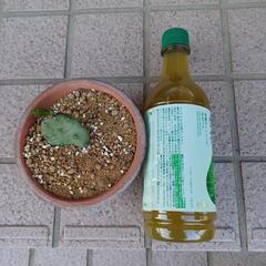 サボテン🌵③の画像