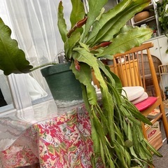 月下美人