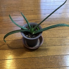 多肉植物・ガステリア・墨鉾