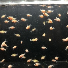 キャリコピンポンパール 稚魚