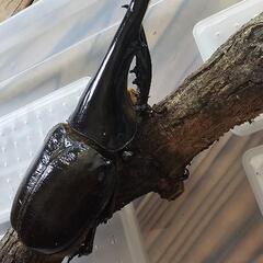 ヘラクレスオオカブト 成虫 ペア カブトムシ