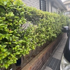 サザンカ✨
