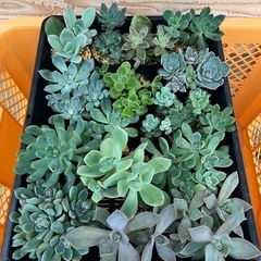 多肉植物　寄せ植えなどに　観葉植物　