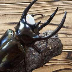 アトラスオオカブト 成虫 カブトムシ