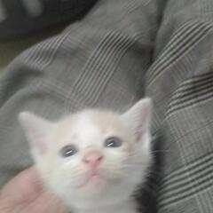 里親さん募集中