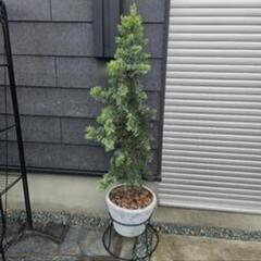 [募集中]シンボルツリー鉢付き🎄コニファー サルフレアクリスマス木🎄 