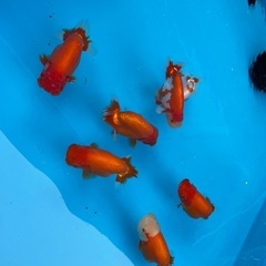 🐟金魚ランチュウ🐟
