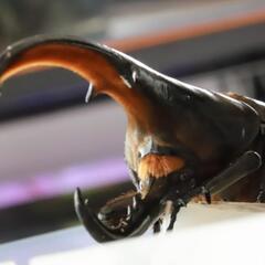 カブトムシくじ 空くじなし カブトムシ クワガタ 
