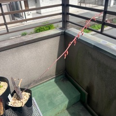 観葉植物の画像