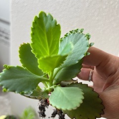 子宝草の画像