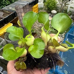 水草 ホテイアオイ 2株の画像