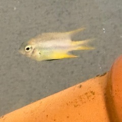 海水観賞魚