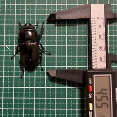 パラワンオオヒラタ♂1♀2の画像