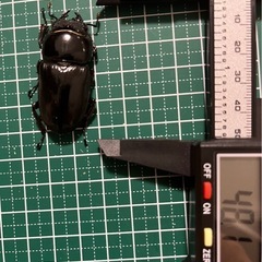 パラワンオオヒラタ♂1♀2の画像