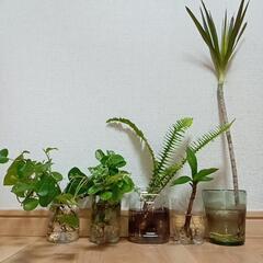 観葉植物セット