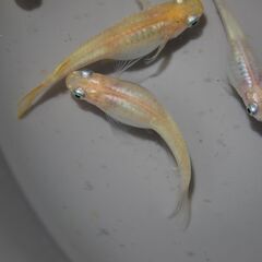 メダカ　小雪卵　６０個以上　産卵床付き
