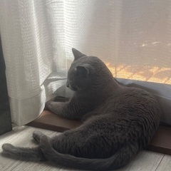 ロシアンブルー 女の子 3才