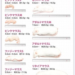 冷凍マウス  、ヤワゲ、ラット