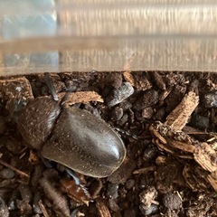 カブトムシ