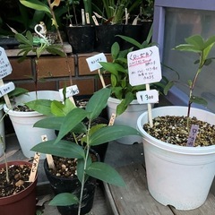ローゼルが入荷したヨッ！の画像