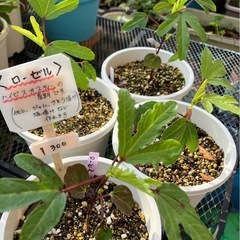 ローゼルが入荷したヨッ！