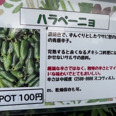 
激辛唐辛子苗の画像