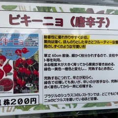 
激辛唐辛子苗の画像