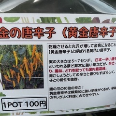 
激辛唐辛子苗の画像
