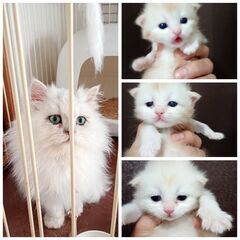 メスのペルシャ猫の子猫