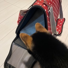 ペットキャリーバック　ペットキャリーケースの画像