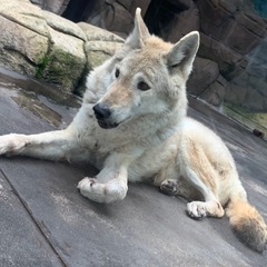 6/1🐺人狼ゲームしませんか？🐺