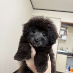 【総額５万円】べったりの甘えん坊さん