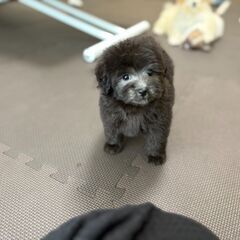 【総額５万円】べったりの甘えん坊さん - 葛飾区